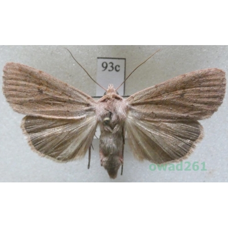 Xestia castanea (Esper, 1798) Czech93c